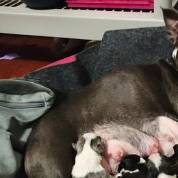Boston Terriers from Sara Mason