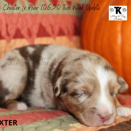 Miniature Australian Shepherd and Toy Australian Shepherd Puppies from TK Mini & Toy Aussies