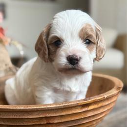 Lady Charlotte - Blenheim female Cavapoo puppy in Draper, Utah from Peaks Pups — Exceptional by Nature. Raised with Purpose.