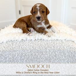 SMOOCH - Red  female Goldendoodle puppy in Bell Buckle, Tennessee from Precious Puptown Doodles
