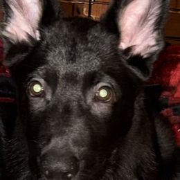 Boy 3 - Sable male German Shepherd puppy in Surprise, Arizona from Vom Wustefeuer German Shepherds