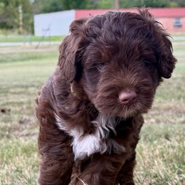 Leo - Red tri-color male Aussiedoodle puppy in Talihina, Oklahoma from Lockhart Mini Aussies