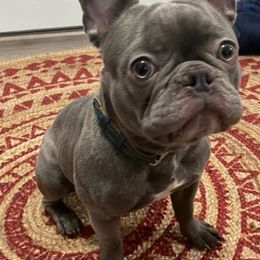 French Bulldog All Grown Up from Gibson Acres