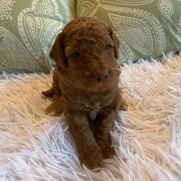 Black- Collar - Red  male Goldendoodle puppy in Fairmont, West Virginia from Mountainside Doodles, LLC