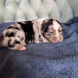 ON HOLD-Boy 2 - Blue merle male Australian Shepherd puppy in Bison, South Dakota from South Dakota Creekside Australian Shepherds