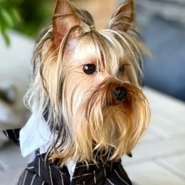 Tommy - Yorkshire Terrier