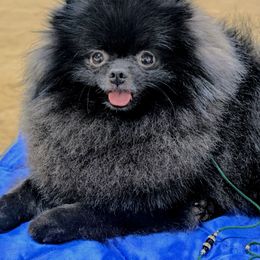 Pomeranian puppies from Pop Off Pomeranians