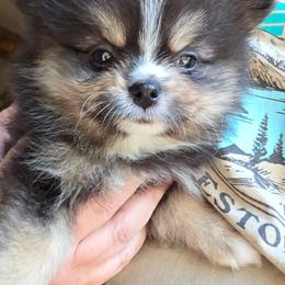 Riviera pup 4 girl 2 - Black and tan female Pomeranian puppy in Carrollton, Georgia from B AND R'S POMERANIAN'S