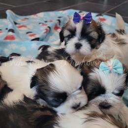 Shih Tzu Puppies from Shih Tzu Playhouse