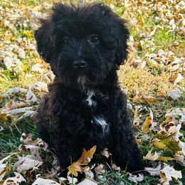 Zoey - Black female Goldendoodle puppy in Centralia, Missouri from Oodles Of Doodles Mo.
