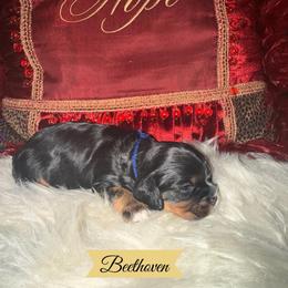 Beethoven - Black and tan male Cavalier King Charles Spaniel puppy in Broken Arrow, Oklahoma from Cavalier King Charles Heartland