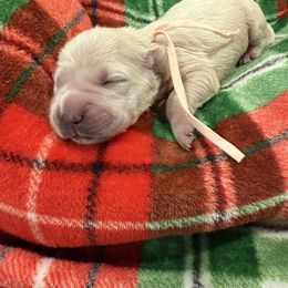 Light pink - Golden female Golden Retriever puppy in Salt Lake City, Utah from Soaring golden retrievers