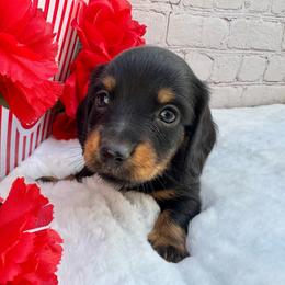 Elton - Black and tan male Dachshund puppy in Colbert, Oklahoma from Brooke Crenshaw