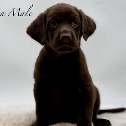 Green - Chocolate male Labrador Retriever puppy in San Diego County, California from Travis’ Chocolate Labradors