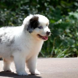 Miniature American Shepherd and Miniature Australian Shepherd Puppies from Ashland Miniature American Shepherds & Miniature Australian Shepherds