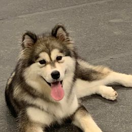 Alaskan Malamutes from Catera Alaskan Malamutes