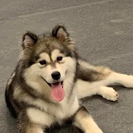 Alaskan Malamutes from Catera Alaskan Malamutes