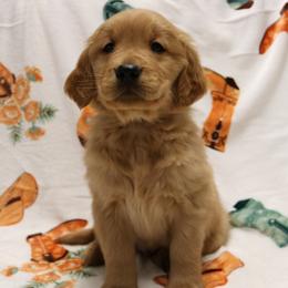 Wrangler - Dark golden male Golden Retriever puppy in New Weston, Ohio from Bertke AKC Golden Retrievers and Bernese Mountain Dogs