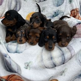 Dachshund Puppies from Golden Creek Farm