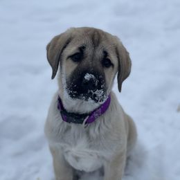 Anatolian Shepherd Dog Puppies from Wild Rooster Family Farm (AKC Anatolians OFA Hips Tested)