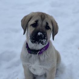 Anatolian Shepherd Dog Puppies from Wild Rooster Family Farm (AKC Anatolians OFA Hips Tested)