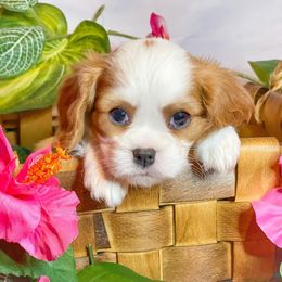 Cavalier King Charles Spaniel Puppies from Faybelle's Cavaliers