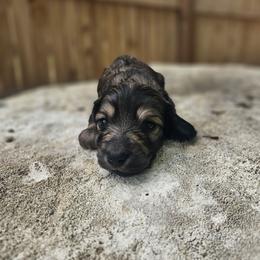 Clara - Cream female Dachshund puppy in Anaconda, Montana from Montana Country Dachshunds