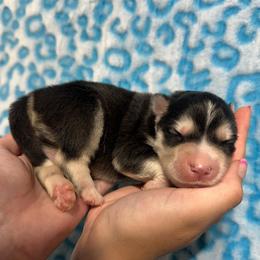 AKC King - Black and white male Siberian Husky puppy in Centreville, Maryland from Huskies By the Bay