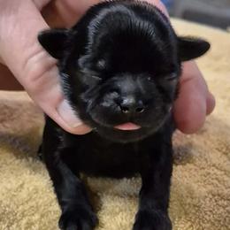 Black boy - Black male Shih Tzu puppy in Newark, Ohio from Gemini Kennels