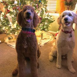 "Mother (Red Royal Standard Poodle)" Goldendoodle Puppies from Faith Breeders