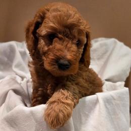 Rowan - Apricot male Poodle puppy in Dolan Springs, Arizona from High Desert Companions