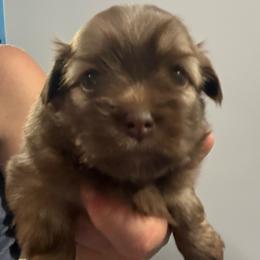 Lilac Shiranian - Brindle female Companion Cross puppy in Avoca, Michigan from Repurposed Paradise Farm