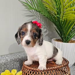 Dolly - Piebald female Dachshund puppy in Utica, Ohio from Poodle Me Crazy