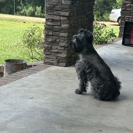 Piper - Miniature Schnauzer