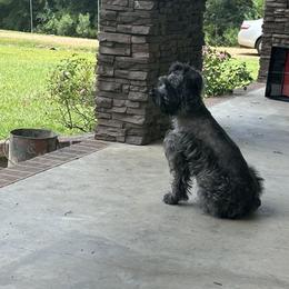 Piper - Miniature Schnauzer
