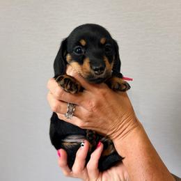 Dottie - Black and tan female Dachshund puppy in Alva, Florida from Salty C's Dachshunds