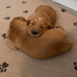 Coffee - Dark golden female Golden Retriever puppy in Artesia, California from Journey Bound Goldens