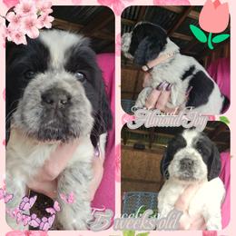 Almond Joy - Black and white female English Springer Spaniel puppy in Westover, Maryland from Sterling's springer Haven