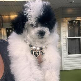 Eloise - Poodle