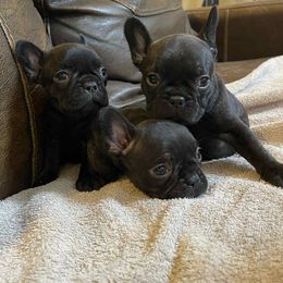 French Bulldog Puppies from Dayna Gwaltney