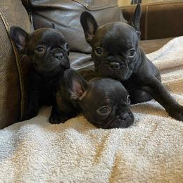 French Bulldog Puppies from Dayna Gwaltney