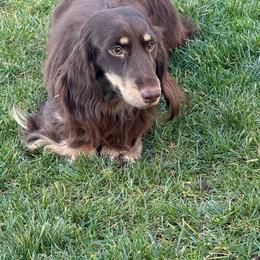 Cocoa - Dachshund