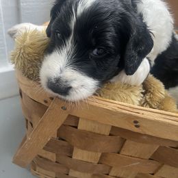 Aussiedoodle Puppies from Deason Doodles