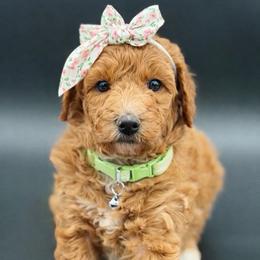 Bree - Apricot female Goldendoodle puppy in Willacoochee, Georgia from Kitandkboodle's Doodles