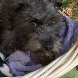 Miniature Schnauzers from Adorable Miniature Schnauzers and Miniature Poodles