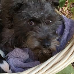 Miniature Schnauzers from Adorable Miniature Schnauzers and Miniature Poodles