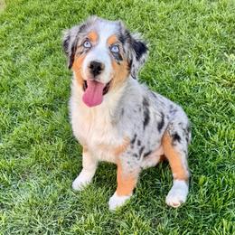Kitty - Blue merle female Miniature Australian Shepherd puppy in Tonasket, Washington from V5 Aussies