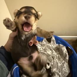 Chocolate male 1 - Chocolate and tan male Yorkshire Terrier puppy in Grove Hill, Alabama from Huntington Yorkies