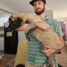 Hannah - Fawn female Anatolian Shepherd Dog puppy in Drop Off To You, Florida from Florida Anatolian Shepherds