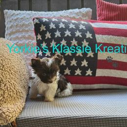 Kaden - Parti male Yorkshire Terrier puppy in Dierks, Arkansas from Yorkie’s Klassie Kreations